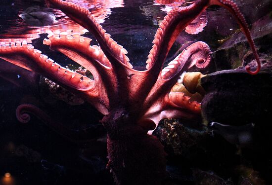 Russia Zoo Octopus