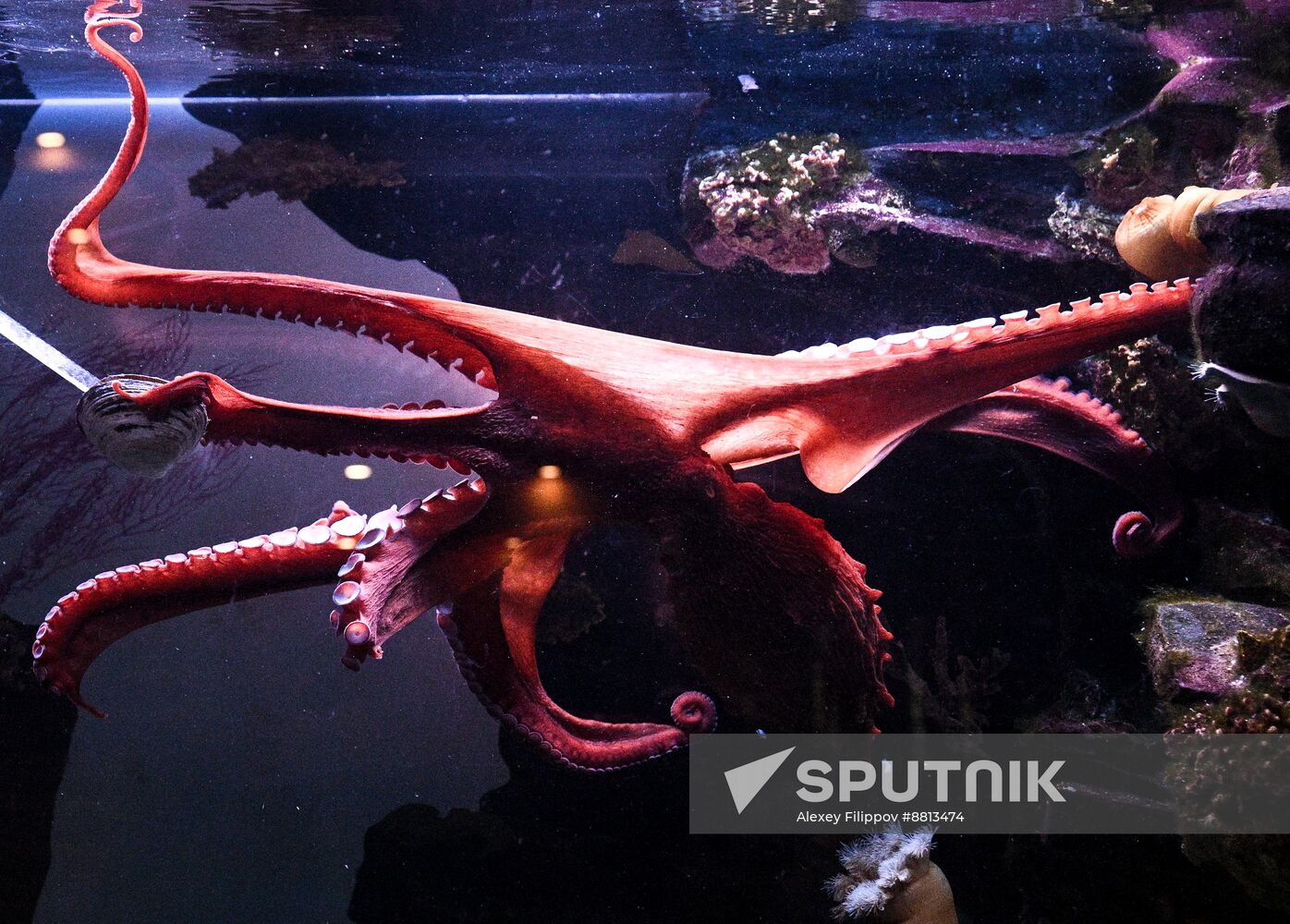 Russia Zoo Octopus