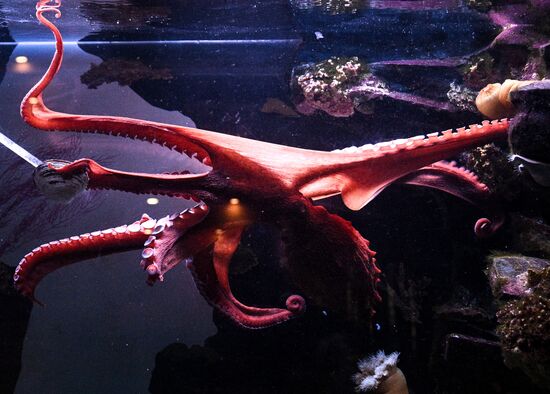 Russia Zoo Octopus