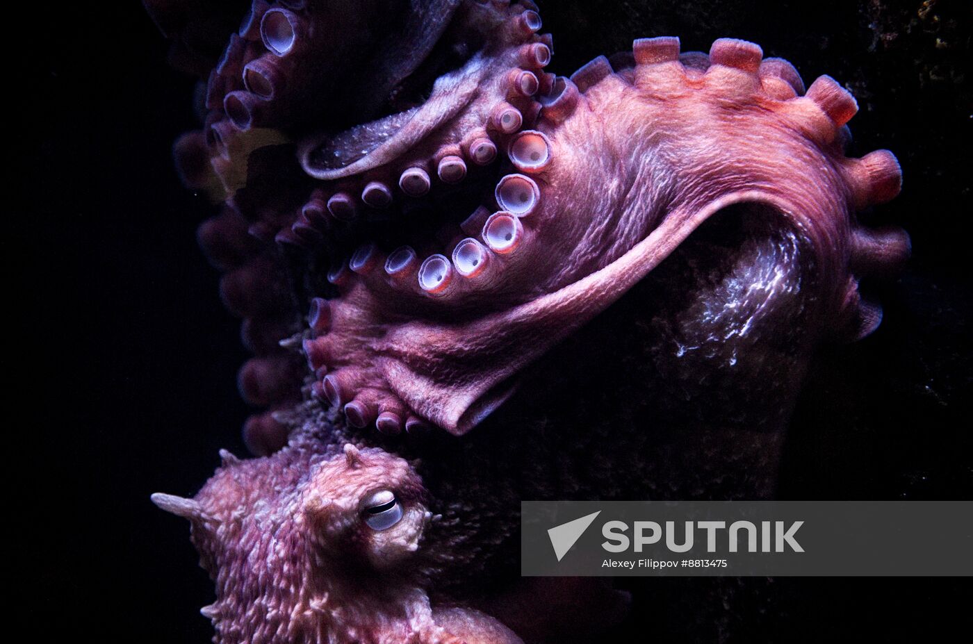 Russia Zoo Octopus