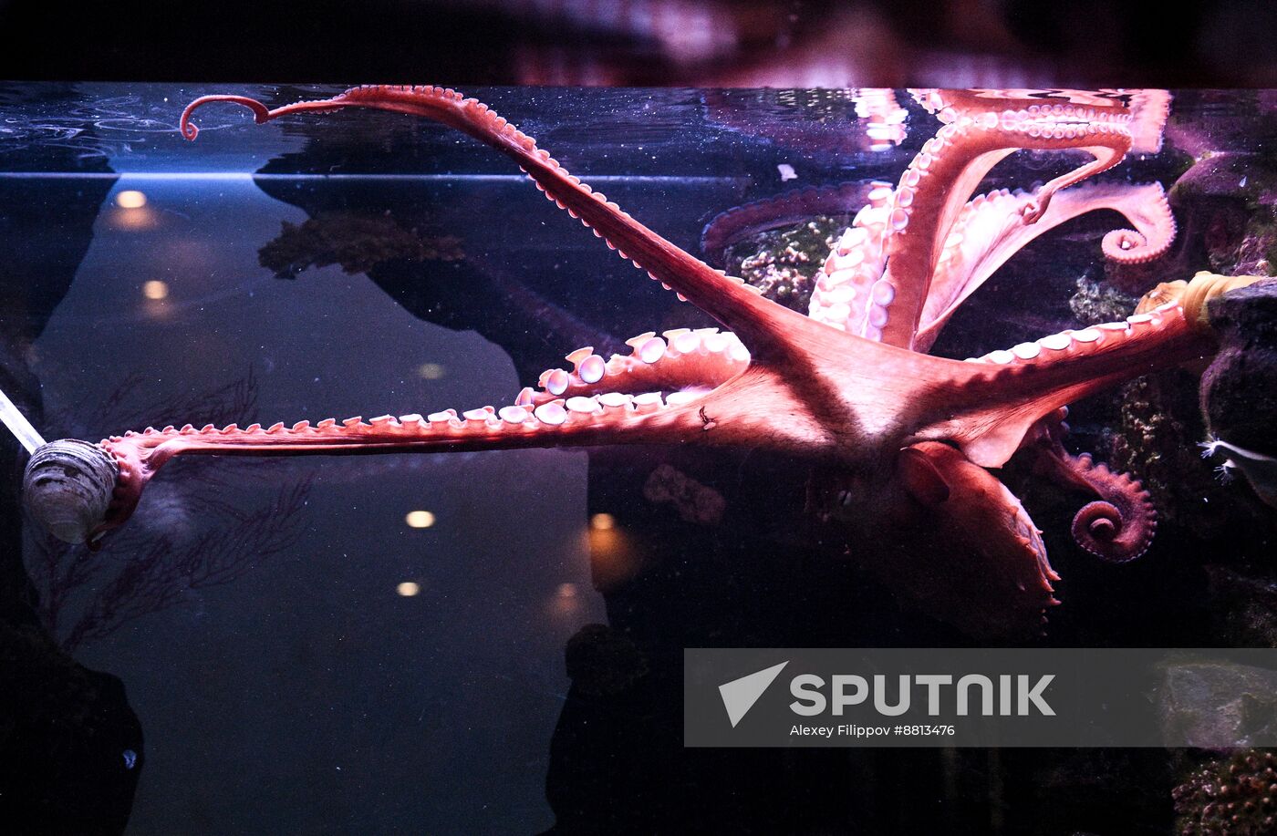 Russia Zoo Octopus
