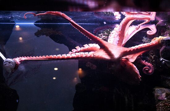 Russia Zoo Octopus