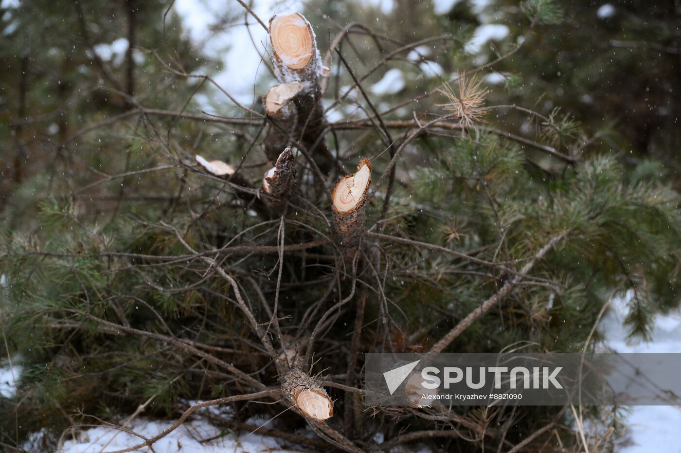 Russia New Year Season Preparations