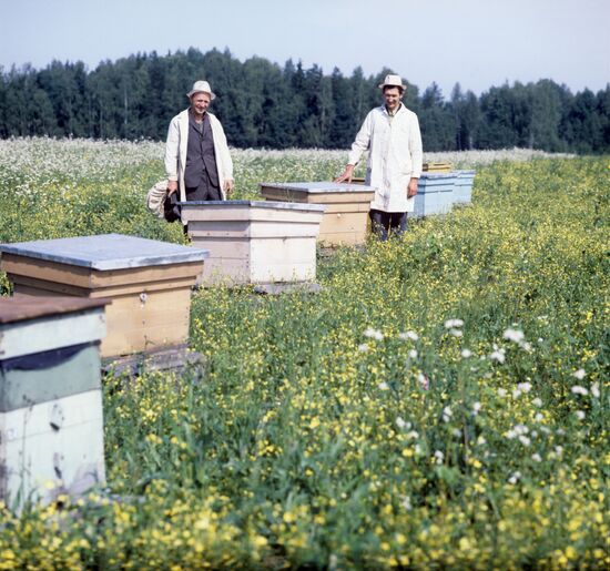 Bee yard
