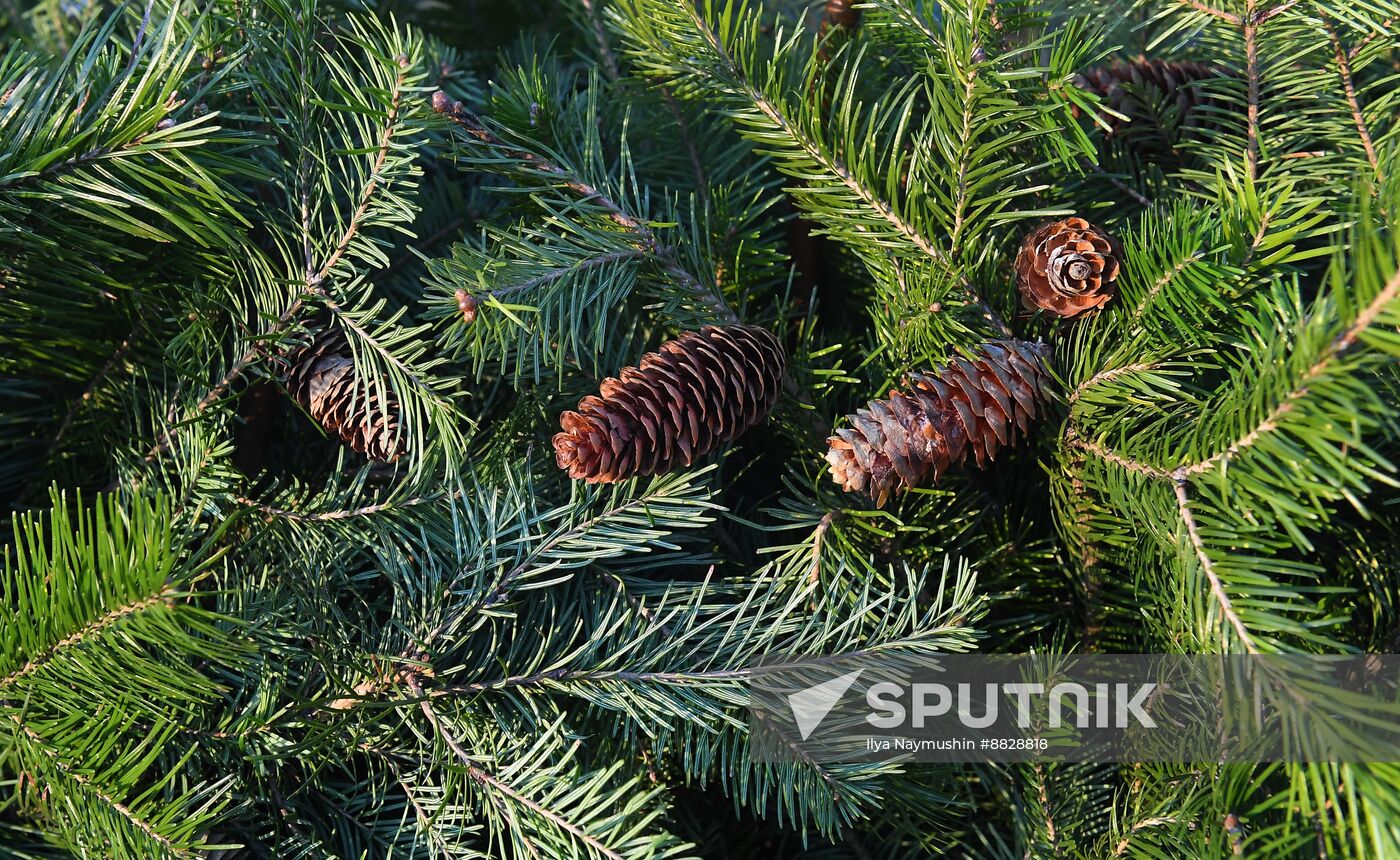 Russia New Year Season Preparations