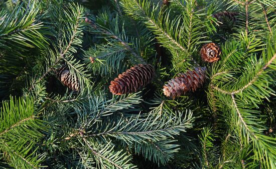 Russia New Year Season Preparations