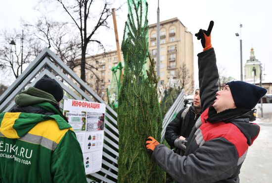 Russia New Year Season Christmas Tree Market