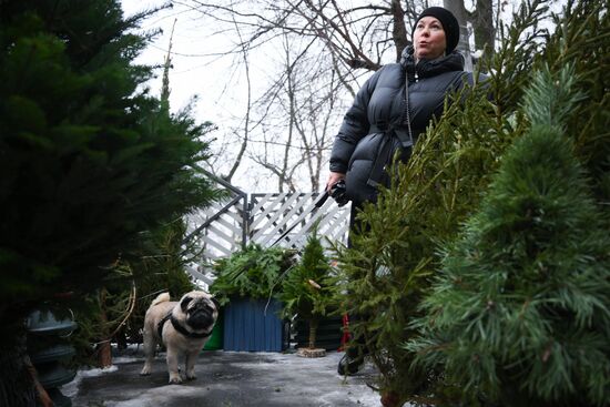 Russia New Year Season Christmas Tree Market