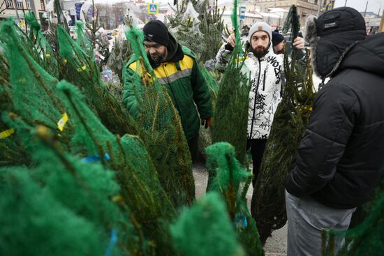 Russia New Year Season Christmas Tree Market