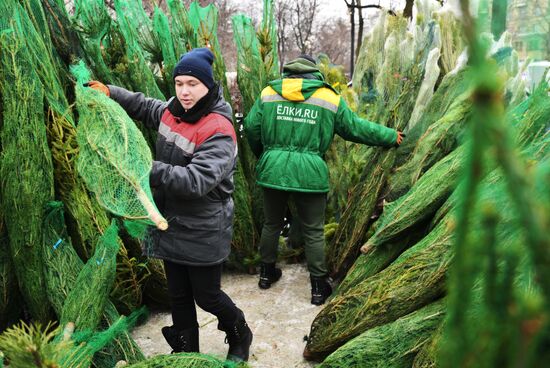 Russia New Year Season Christmas Tree Market