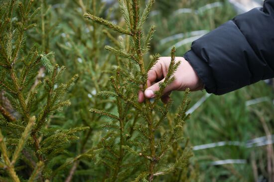 Russia New Year Season Christmas Tree Market
