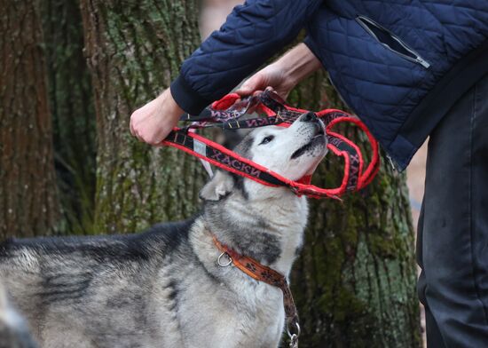 Russia Dog Race