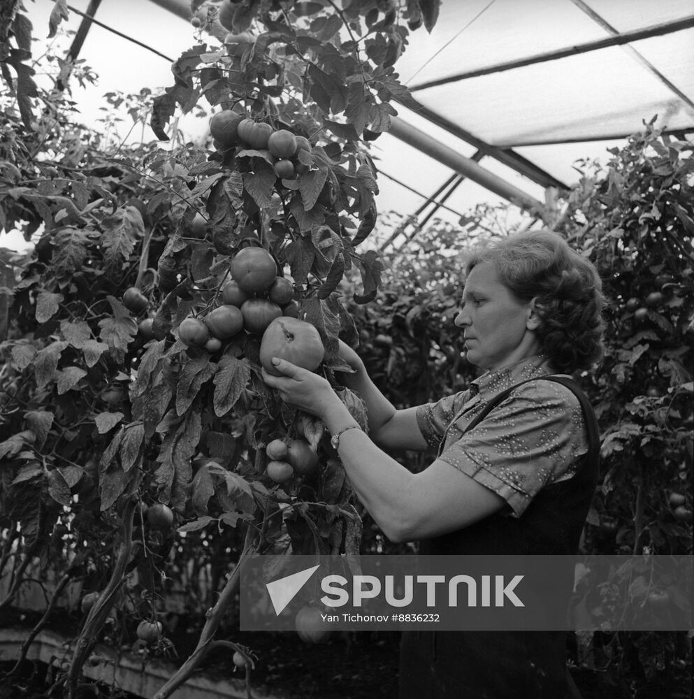 Adaji collective farm, Lithuanian SSR