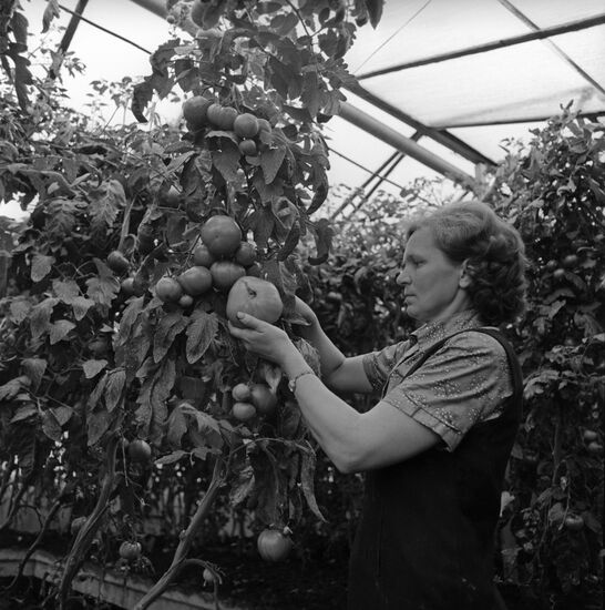 Adaji collective farm, Lithuanian SSR