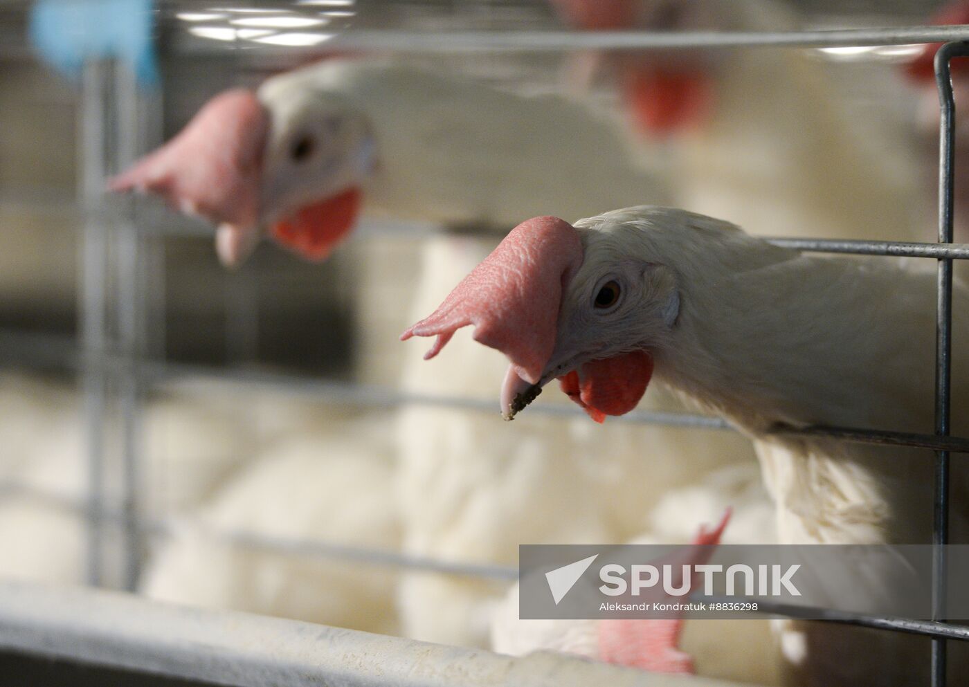 Russia Agriculture Poultry Farming