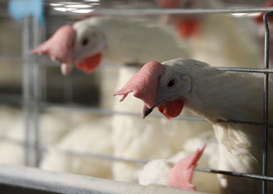 Russia Agriculture Poultry Farming
