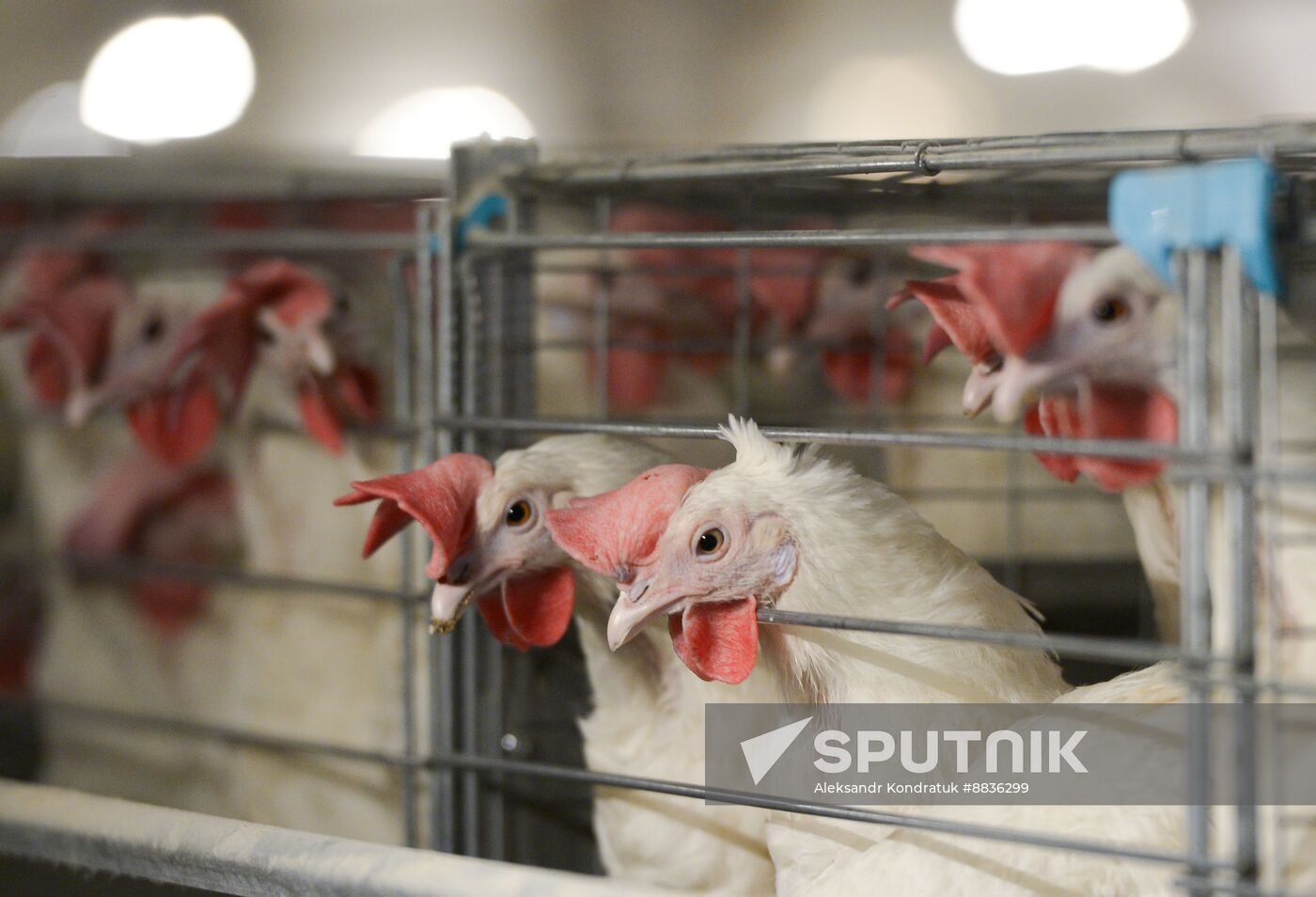Russia Agriculture Poultry Farming