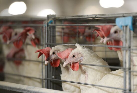 Russia Agriculture Poultry Farming