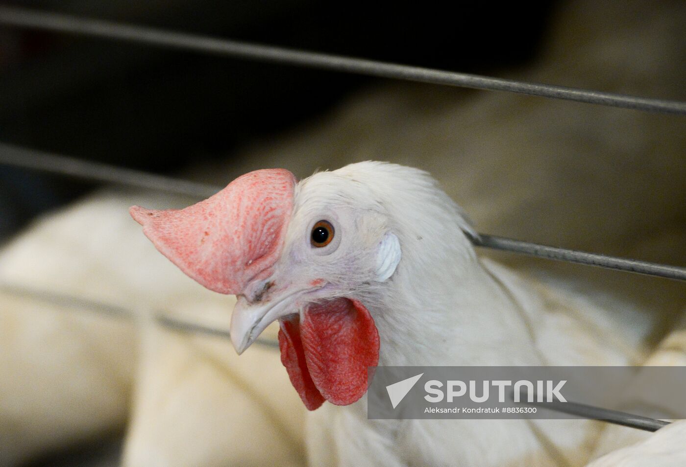 Russia Agriculture Poultry Farming