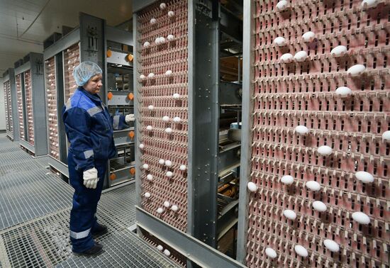 Russia Agriculture Poultry Farming