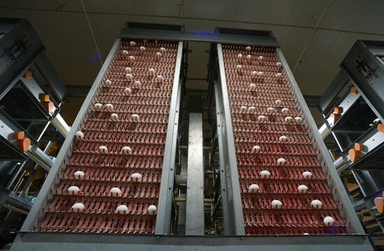 Russia Agriculture Poultry Farming
