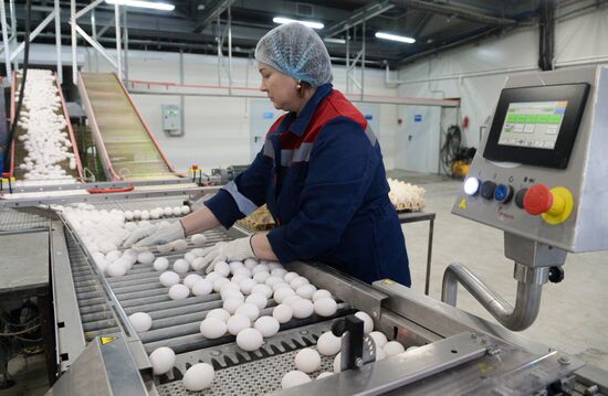 Russia Agriculture Poultry Farming