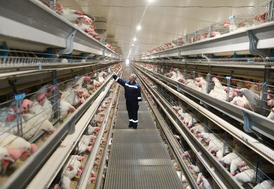 Russia Agriculture Poultry Farming