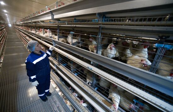 Russia Agriculture Poultry Farming