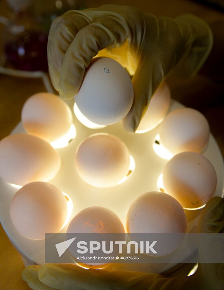 Russia Agriculture Poultry Farming