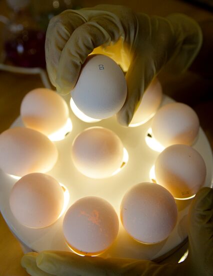 Russia Agriculture Poultry Farming