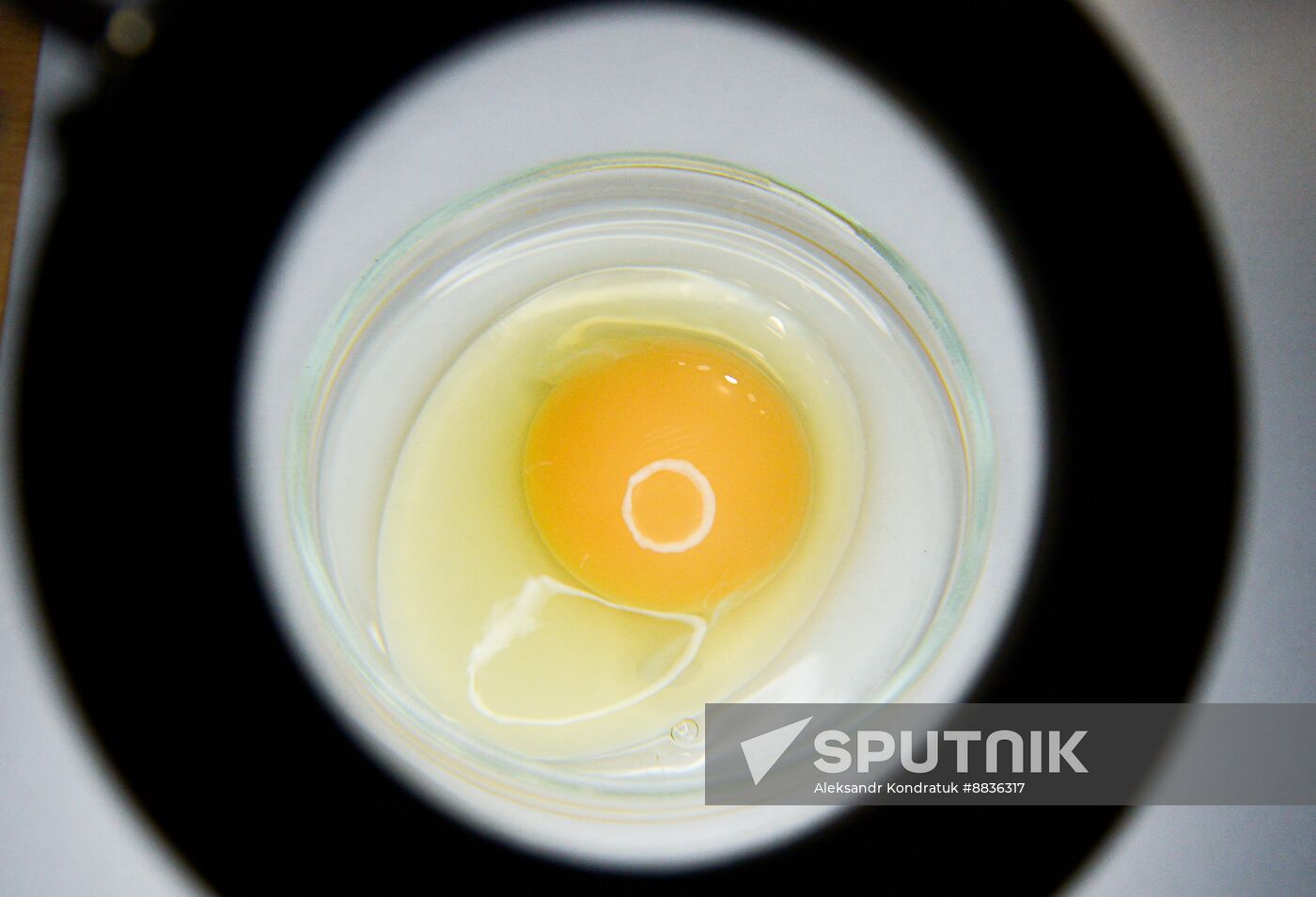 Russia Agriculture Poultry Farming