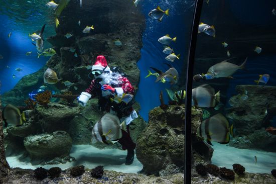 Russia New Year Season Santa Diver