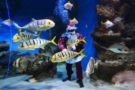 Russia New Year Season Santa Diver