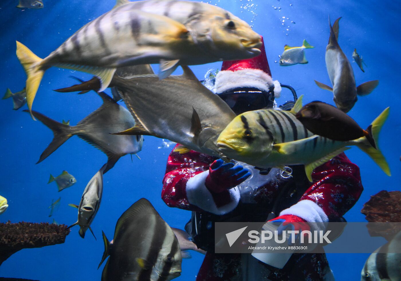 Russia New Year Season Santa Diver