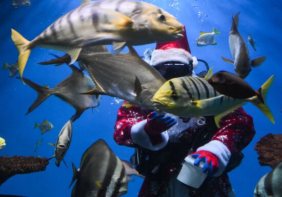 Russia New Year Season Santa Diver