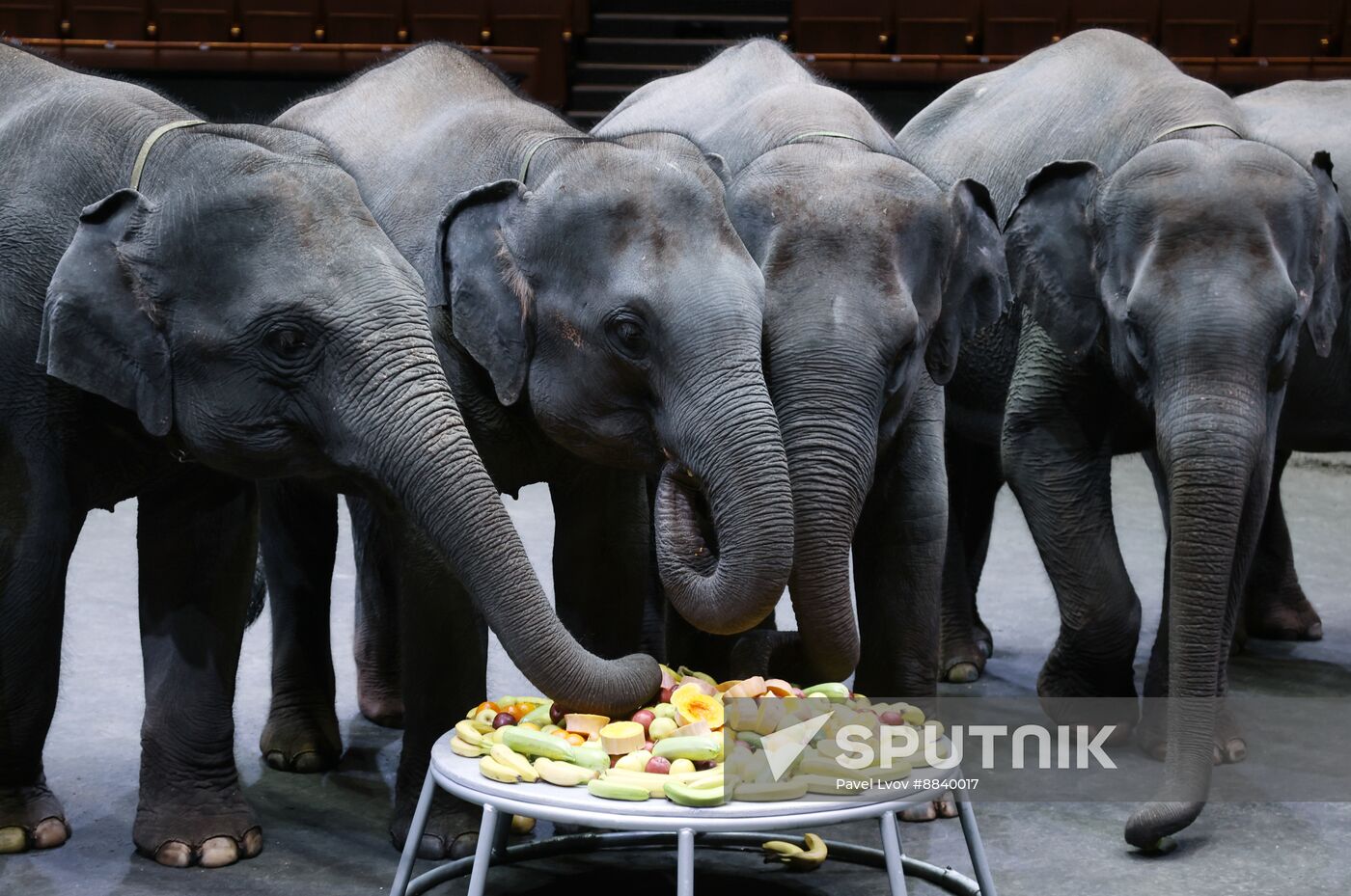 Russia Circus Elephant Calves