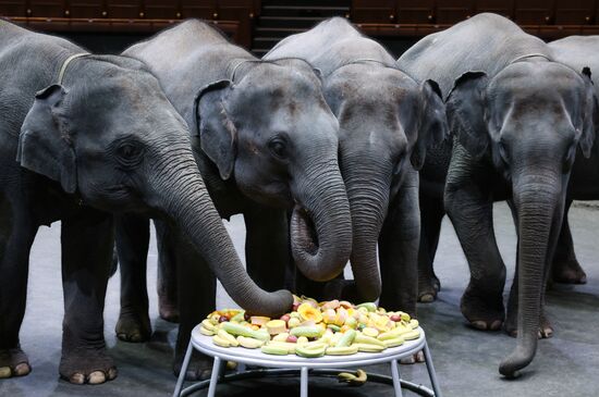 Russia Circus Elephant Calves