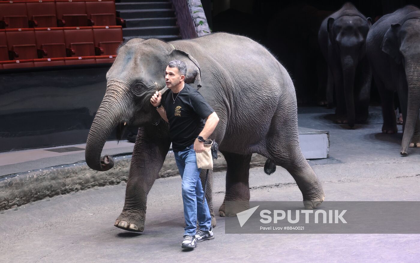 Russia Circus Elephant Calves