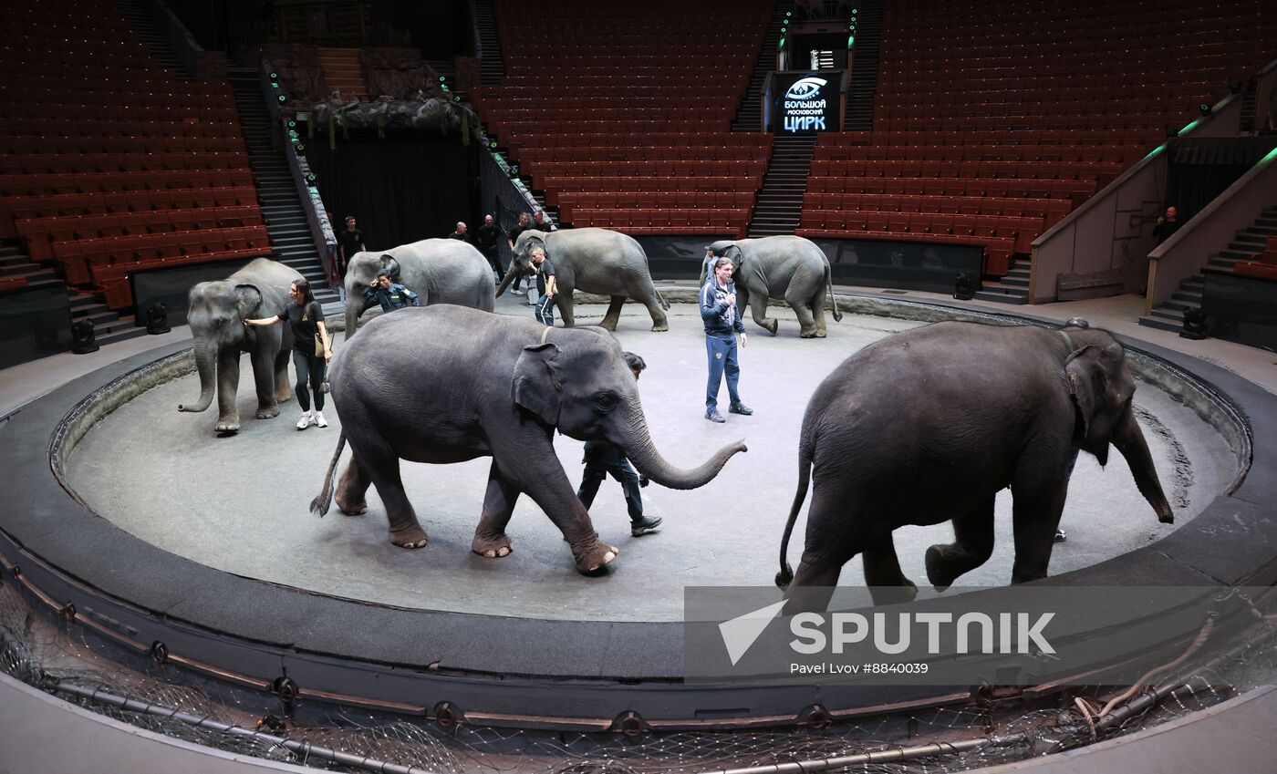 Russia Circus Elephant Calves