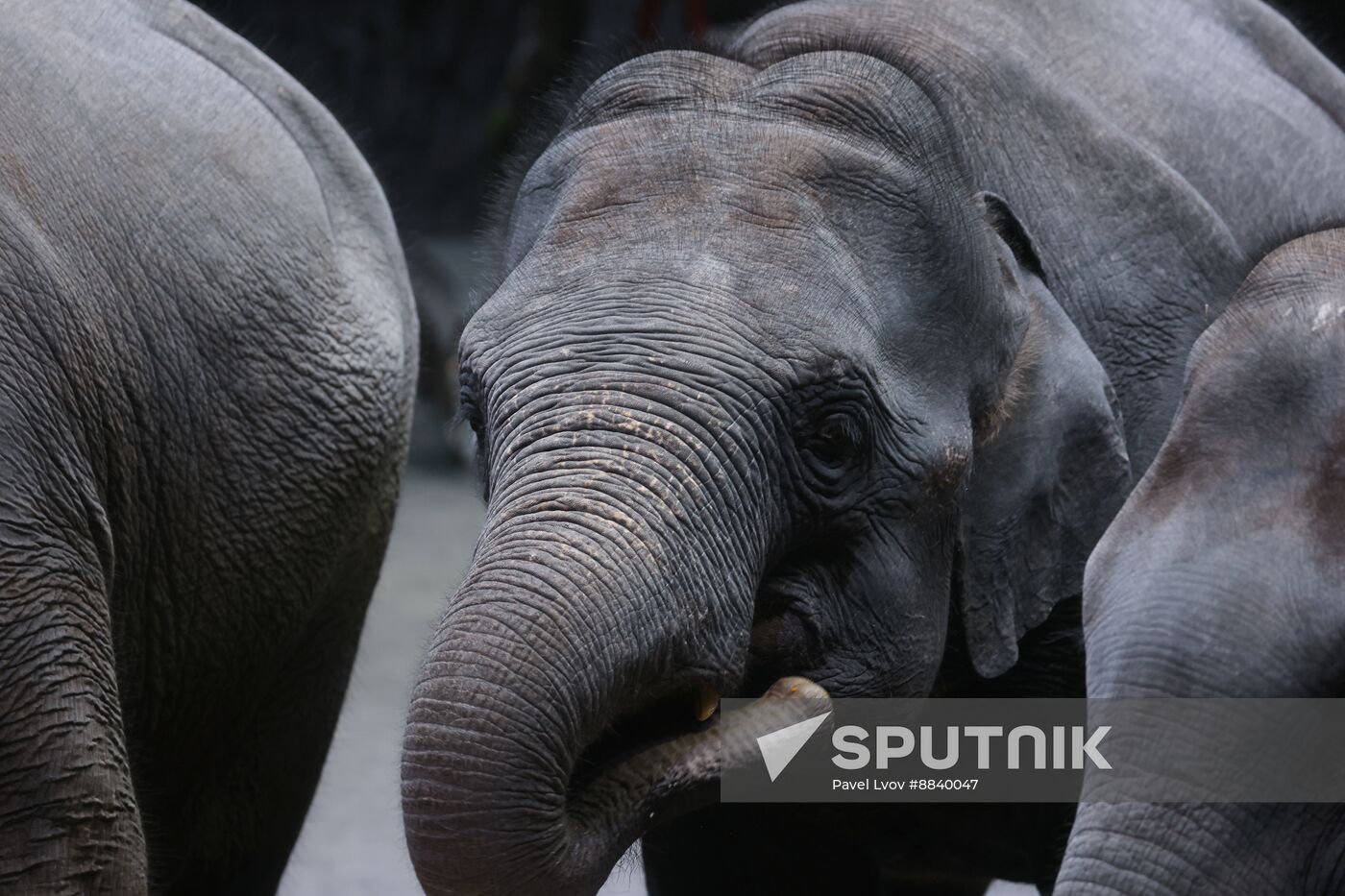 Russia Circus Elephant Calves