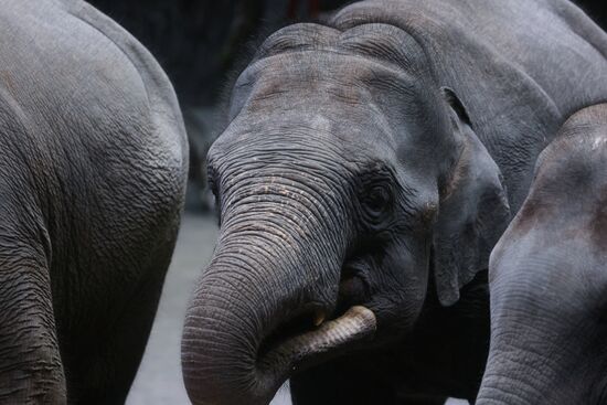 Russia Circus Elephant Calves