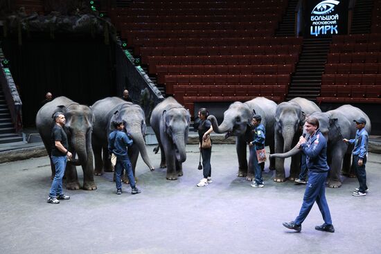 Russia Circus Elephant Calves