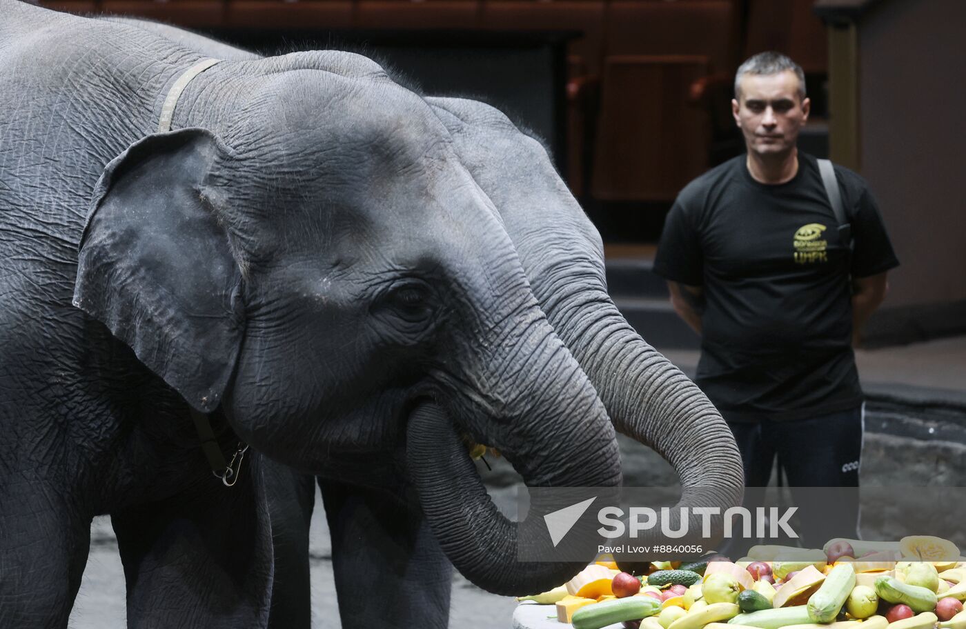 Russia Circus Elephant Calves