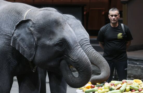 Russia Circus Elephant Calves