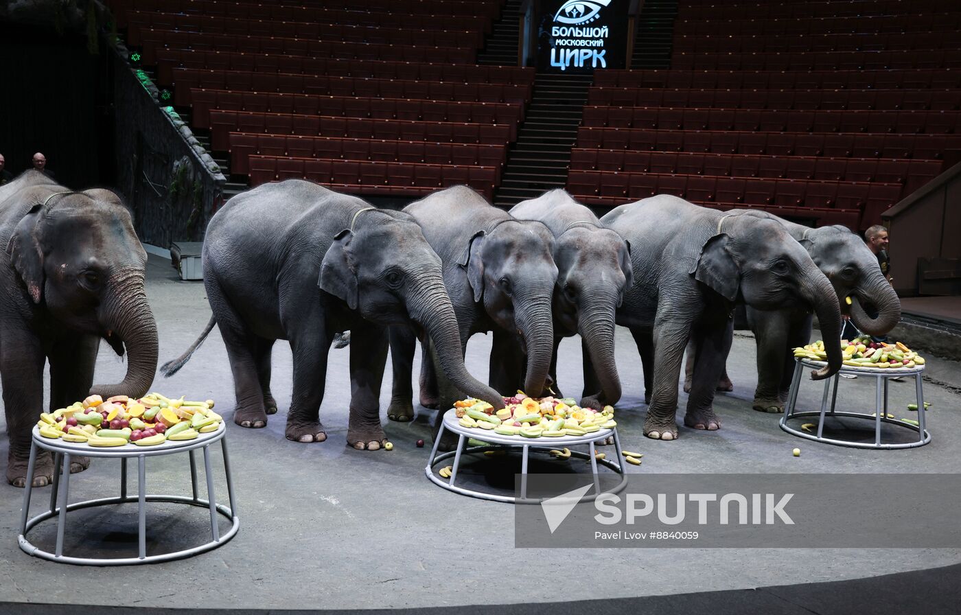 Russia Circus Elephant Calves