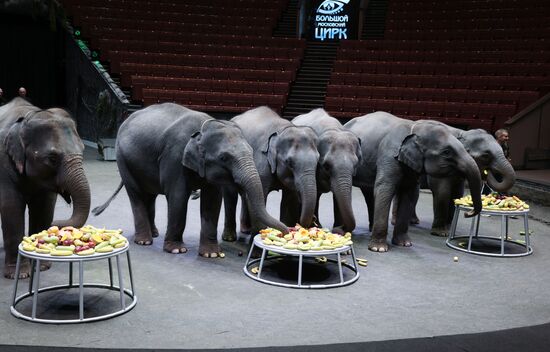 Russia Circus Elephant Calves