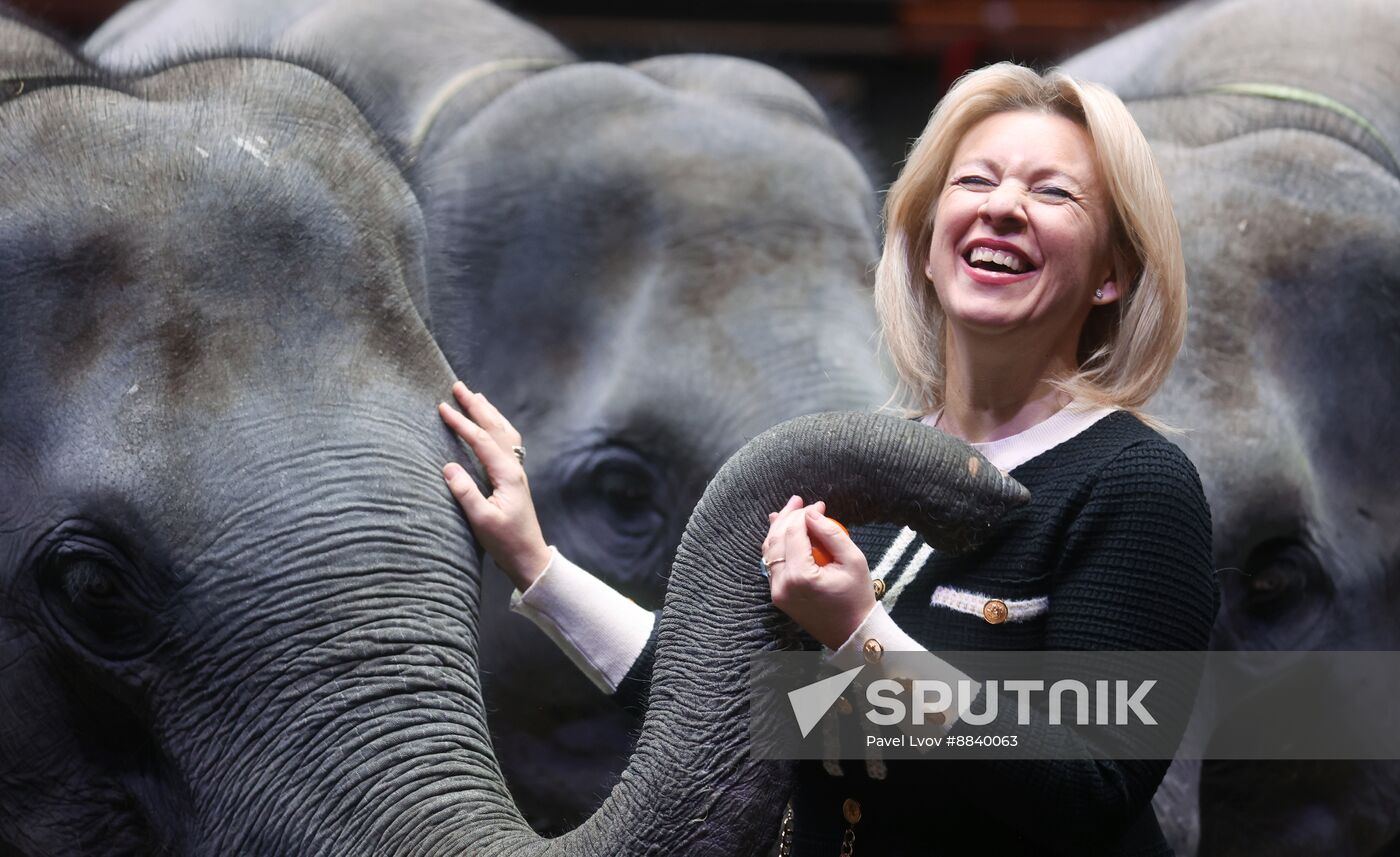 Russia Circus Elephant Calves