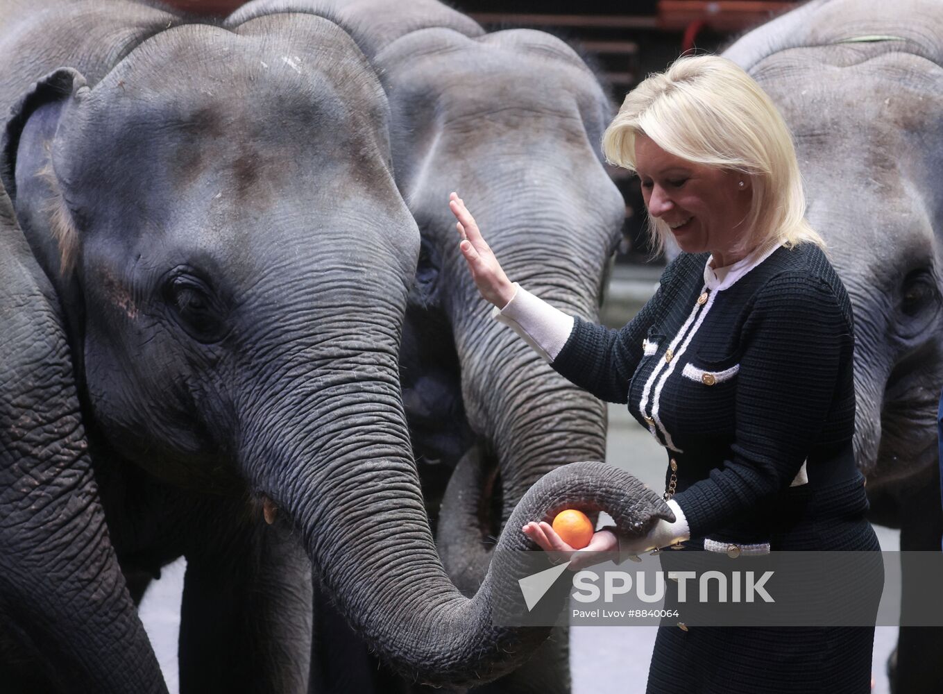 Russia Circus Elephant Calves