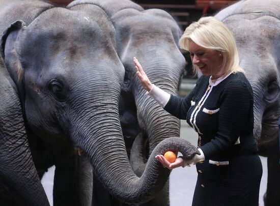 Russia Circus Elephant Calves