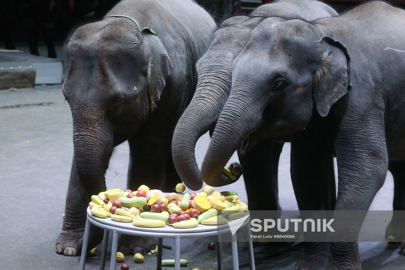 Russia Circus Elephant Calves